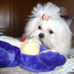 Dandi